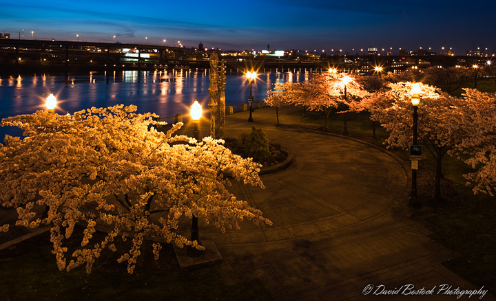 Portland Waterfront Park Cherry Blossoms