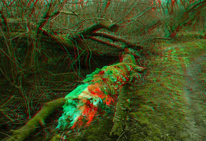 Fungus on fallen down tree Warning 3D