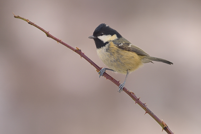 Coal tit