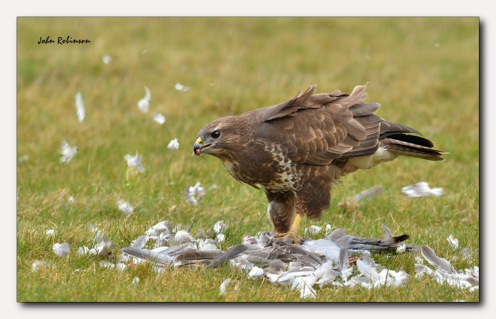Buzzard Bonus !