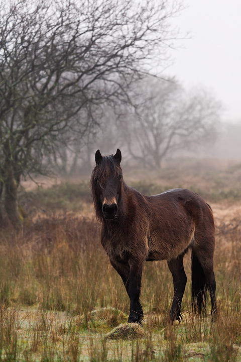 Out Of The Mist