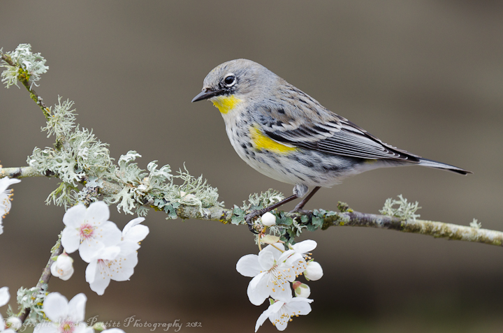 Yellow rump and flowers