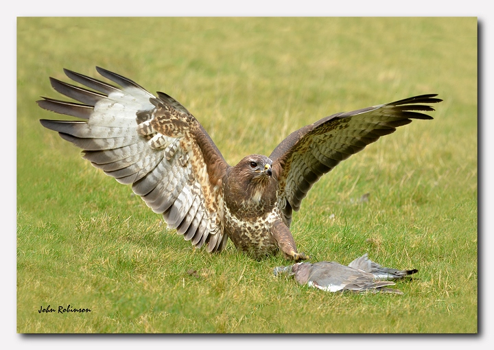 Buzzard 2