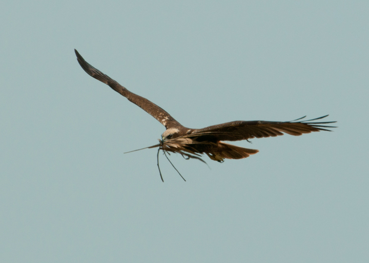 Marsh harrier