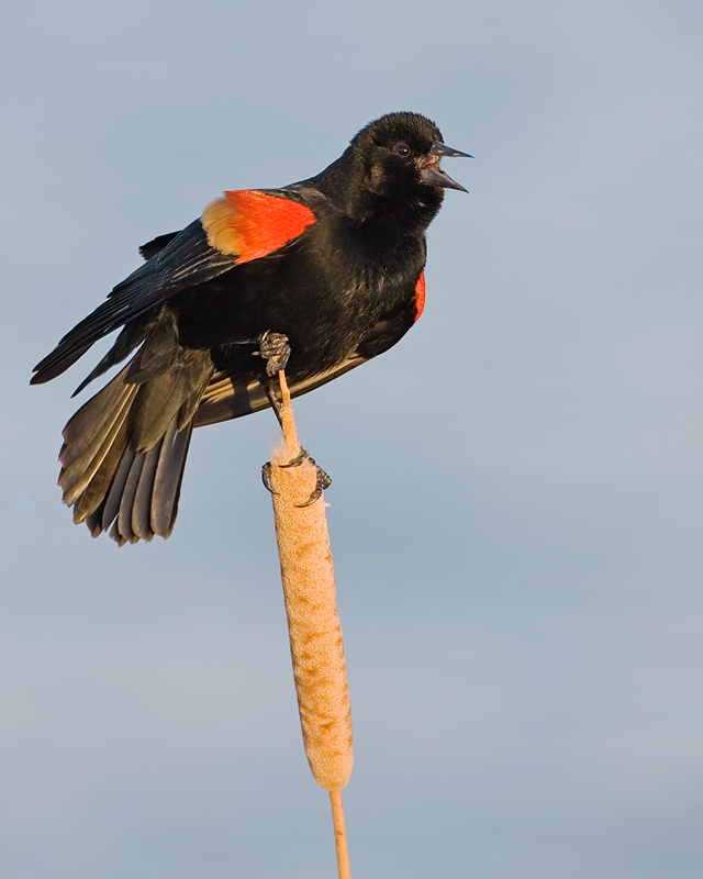 Red-winged Blackbird
