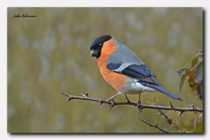 Bully on a twig+brighter