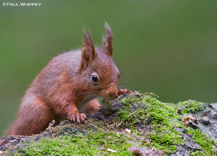 Got any nuts?