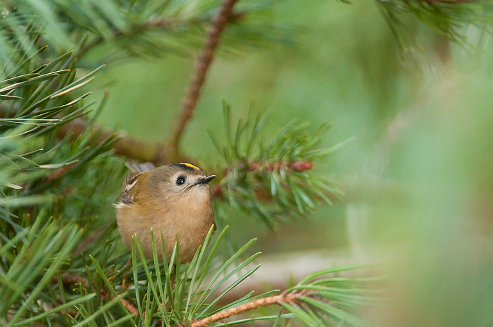 Goldcrest