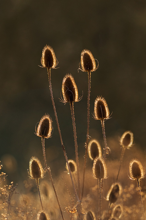 Teasel heads backlit