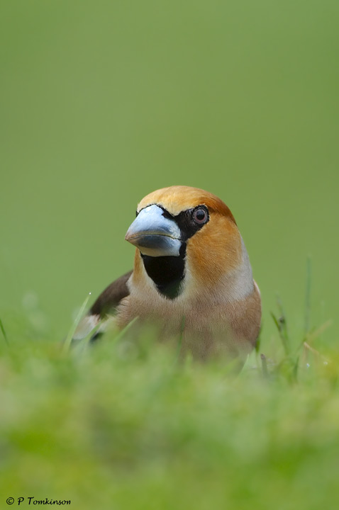 Hawfinch 