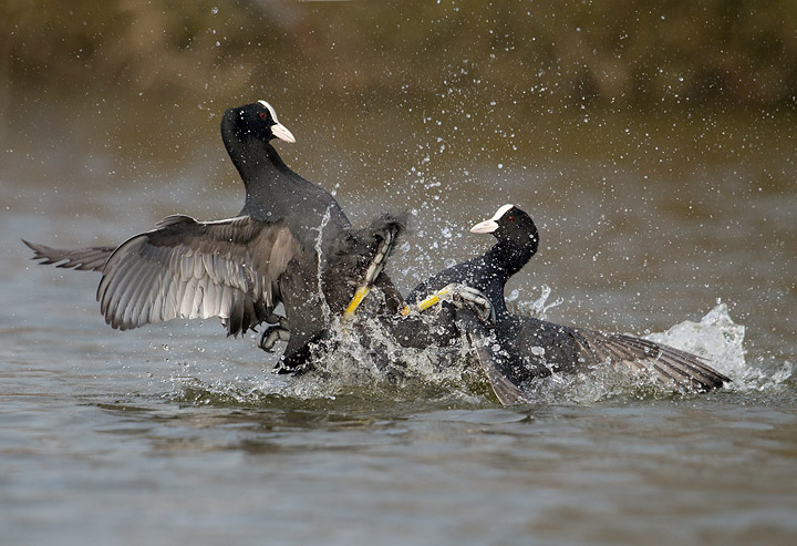 Fighting Coots