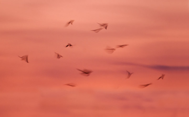 Arty Farty Jackdaws!