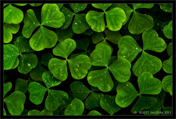 Happy St Patrick's Day
