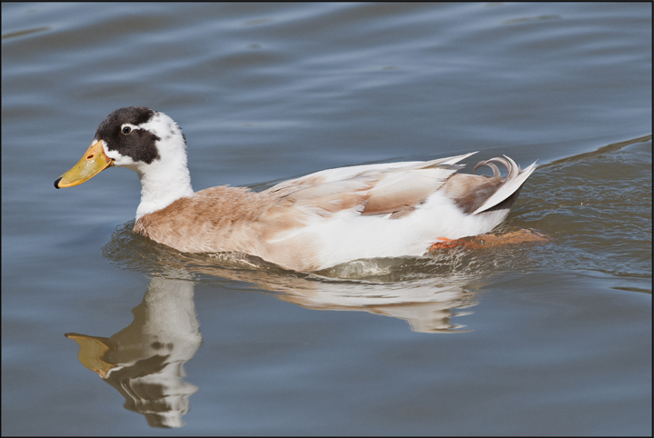 Odd Duck