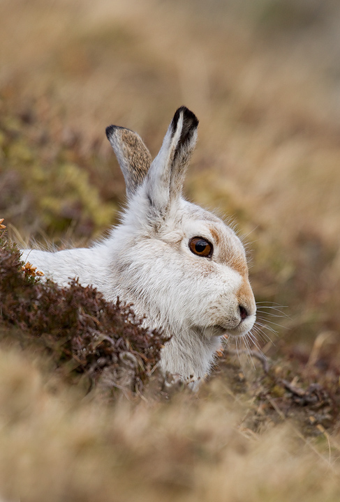 Mountain Hare portrait
