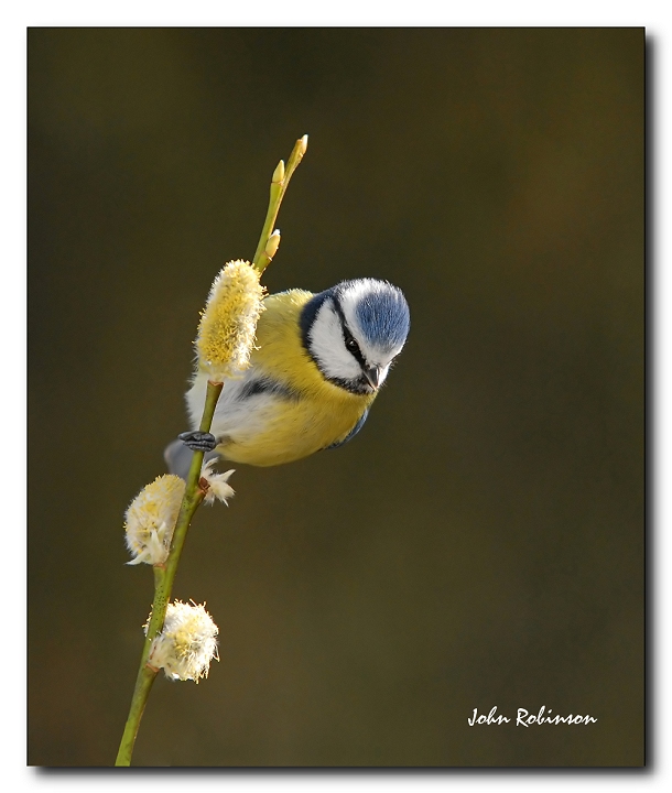 Seasonal Tit