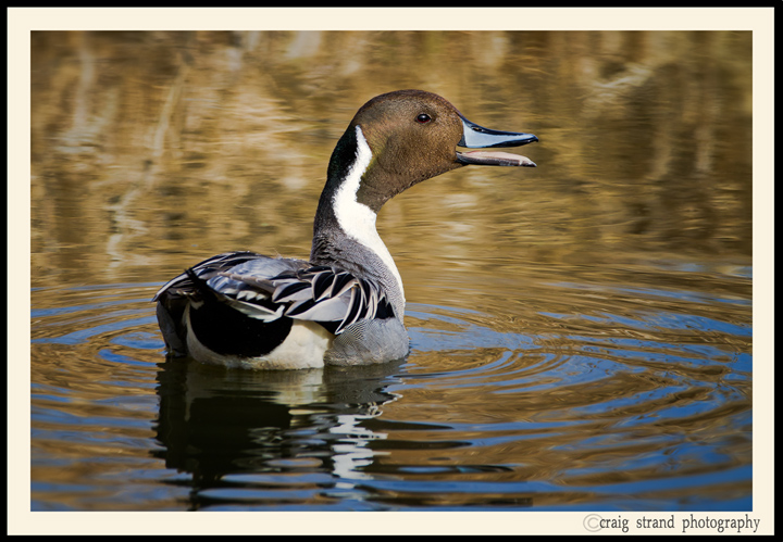 Angry Pintail