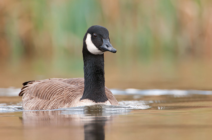 Canada Goose