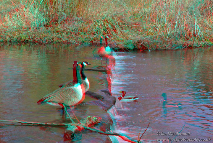 Canada Geese GYGO