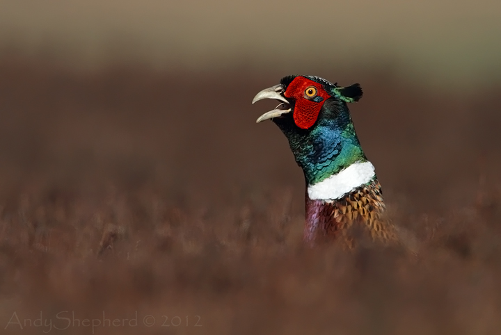 Pheasant