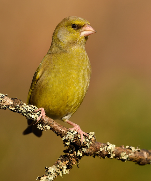 Greenfinch