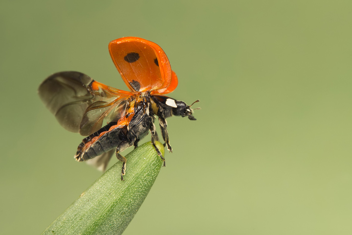 Take-Off