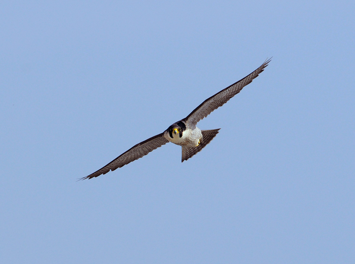 Peregrine II