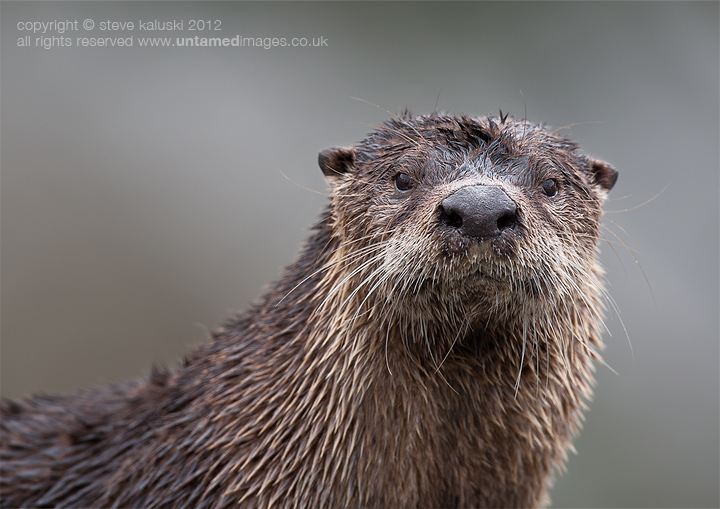 North American River otter