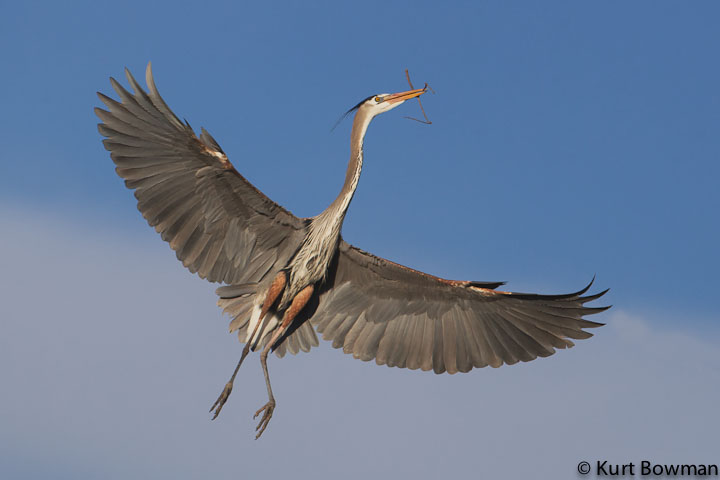Great Blue Herons