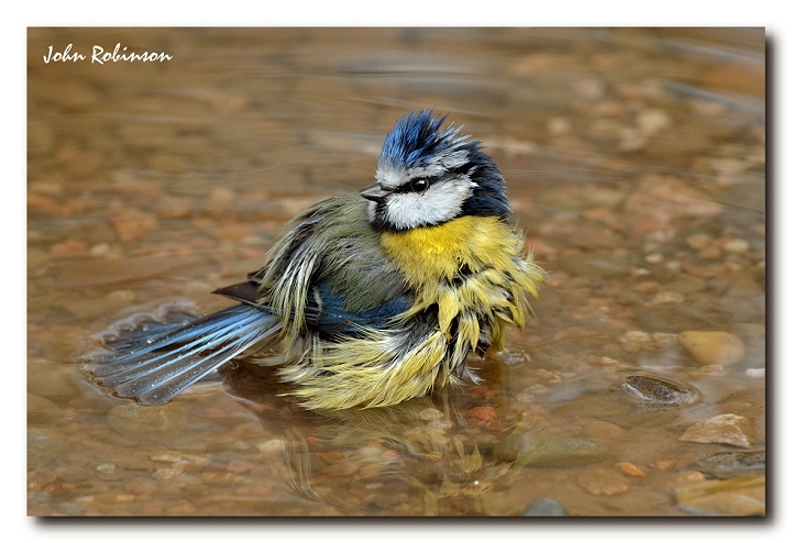 Another Wet  Tit, I,m affraid.