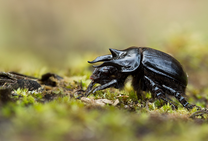 Minotaur Beetle