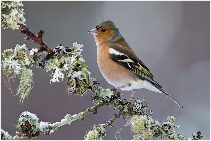 Frosted finch
