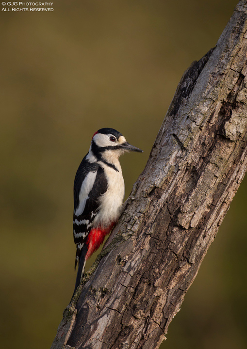 Great Spotted