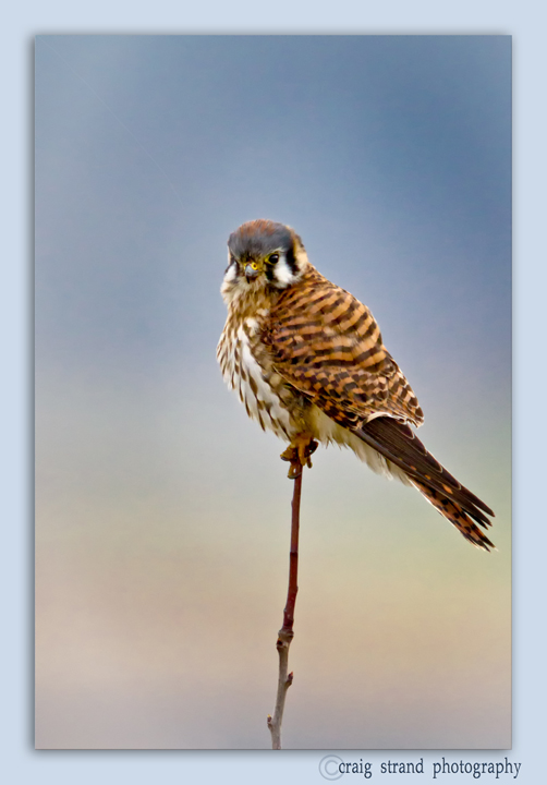 American Kestrel