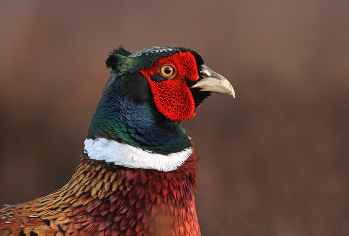 Pheasant Head
