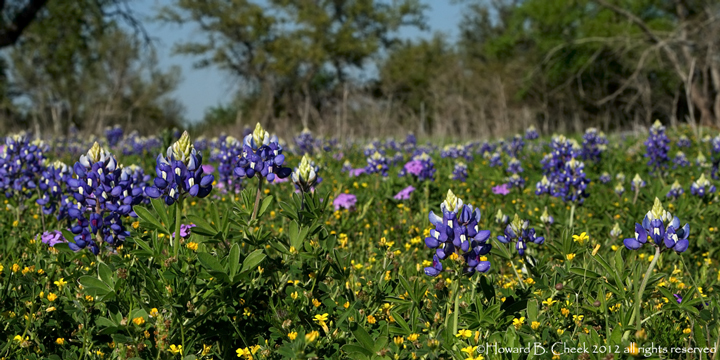 Texas Wildflowers