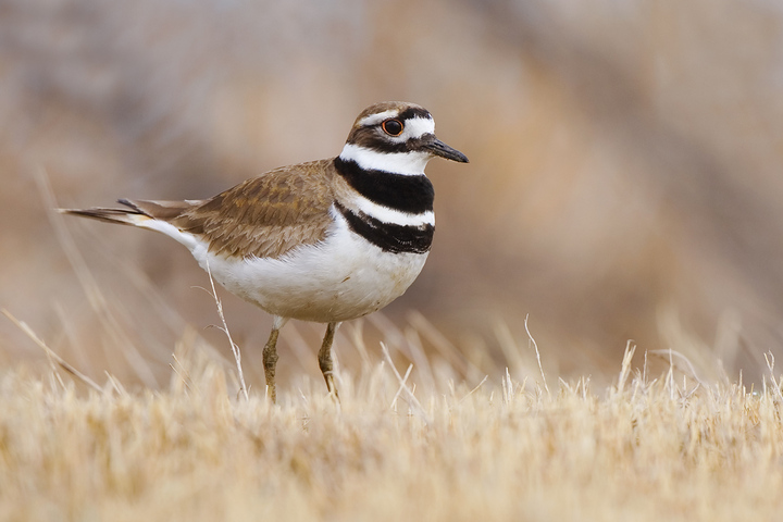 Killdeer