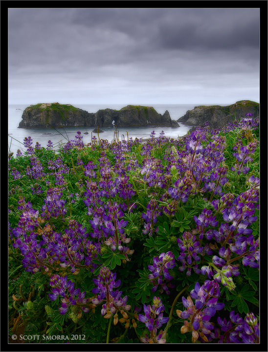 Bandon Coastal Lupine + **Repost**
