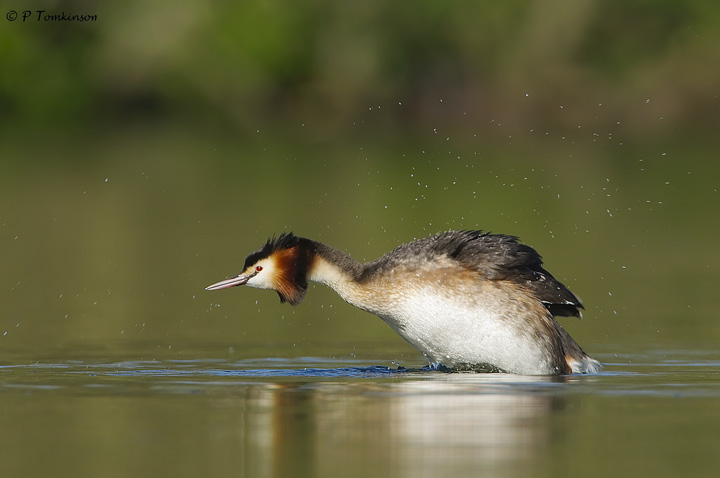 Great crested Grebe
