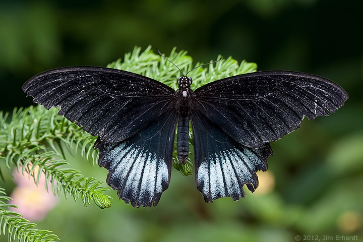 ButterflyPlace 2012 Photo Thread