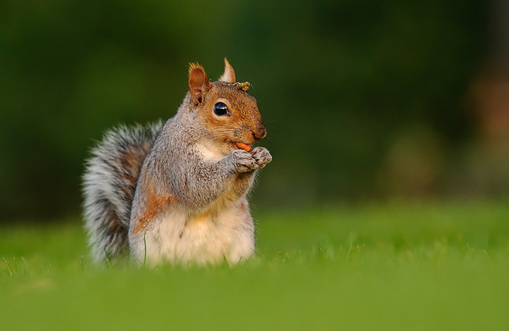 Grey Squirrel