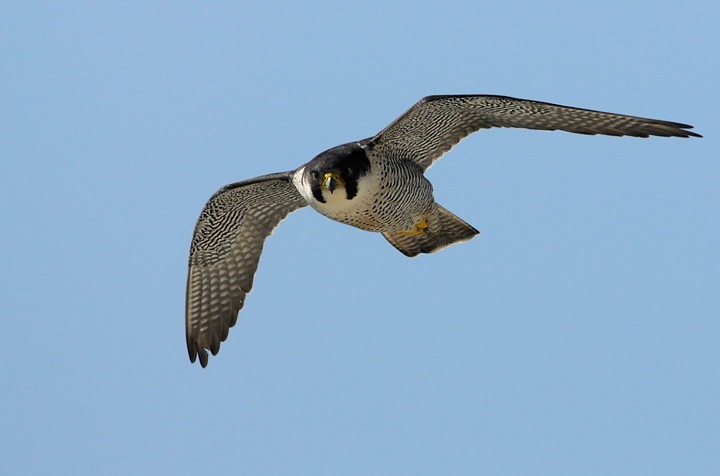 Peregrine III