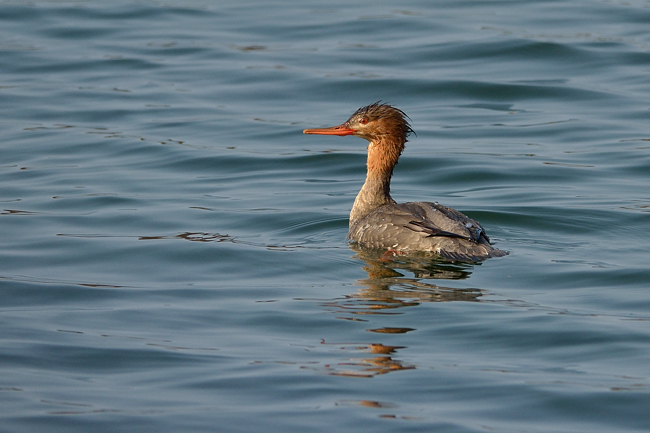 Merganser