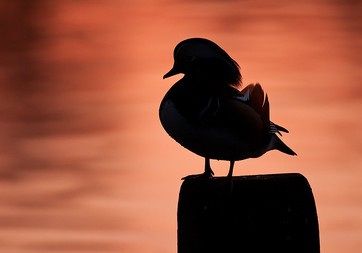 Mandarin