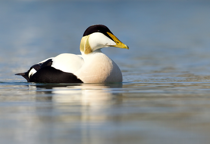 Eider
