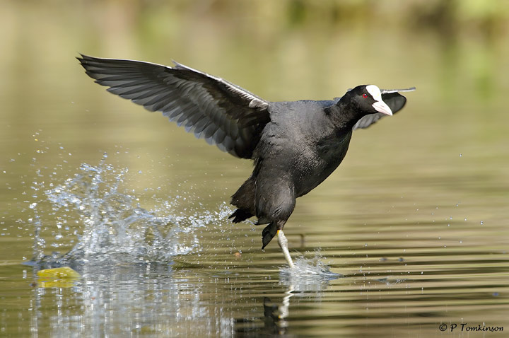 Coot