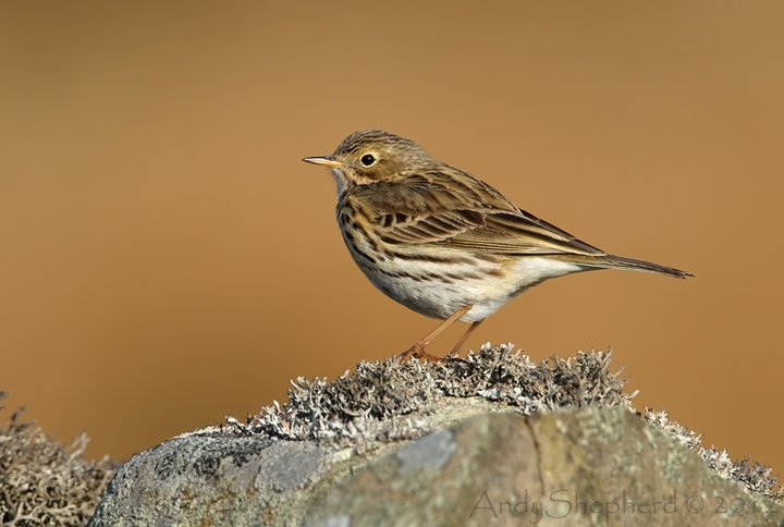Meadow Pipit