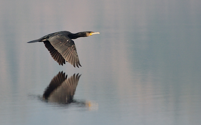 Cormorant