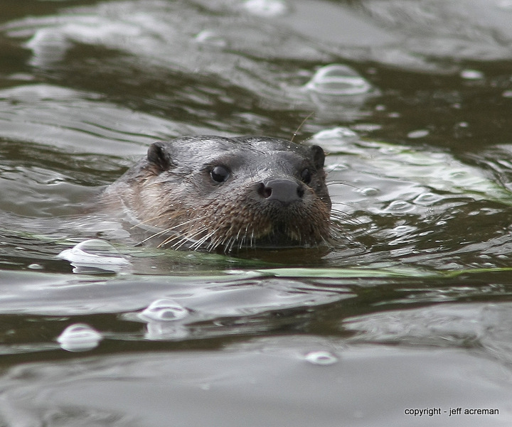 otter
