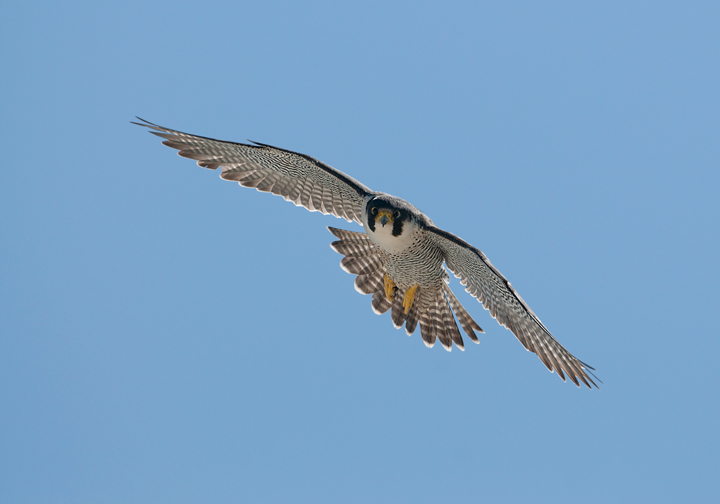 Peregrine IV (and final)